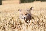 CORGI PEMBROKE 075
